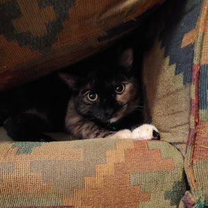 Meet your Posher, Sydney